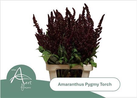 <h4>Amar Hy Pygmy Torch</h4>