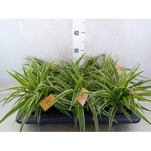 Chlorophytum com. 'Ocean'