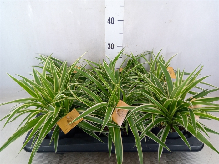 <h4>Chlorophytum com. 'Ocean'</h4>