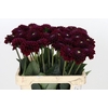 Dahlia Black Fox