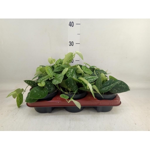 Scindapsus pictus 'Argyraeus'