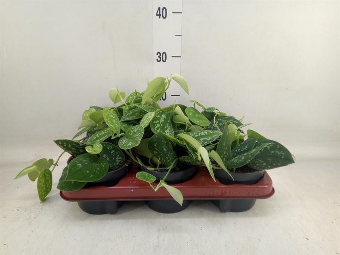 <h4>Scindapsus pictus 'Argyraeus'</h4>