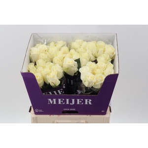 R Gr Avalanche+ 60cm