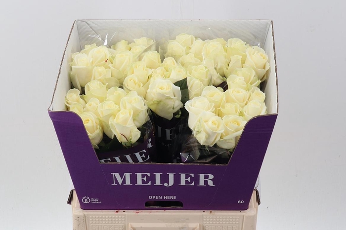 <h4>R Gr Avalanche+ 60cm</h4>