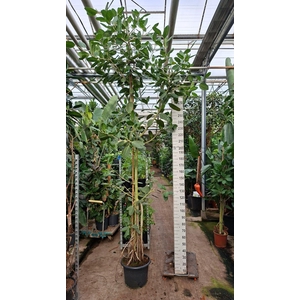 Ficus benghalensis 'Audrey'
