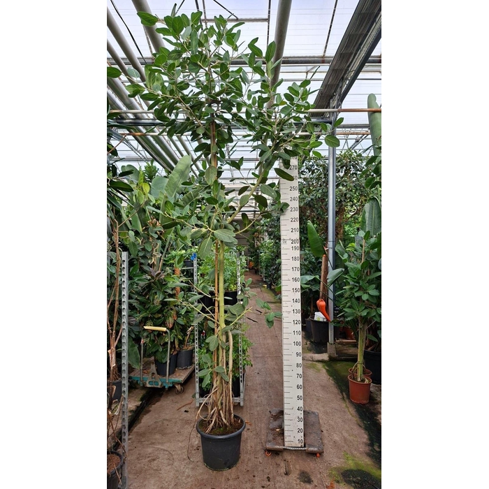<h4>Ficus benghalensis 'Audrey'</h4>