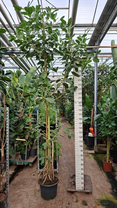 <h4>Ficus benghalensis 'Audrey'</h4>
