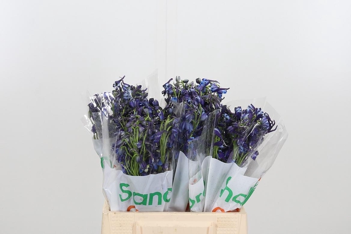 <h4>Delph En Donna</h4>