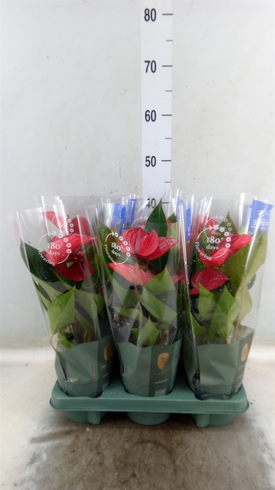 <h4>Anthurium andr. 'Picanta Red'</h4>