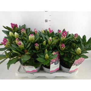 Rhododendron   ...