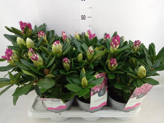 <h4>Rhododendron ...</h4>