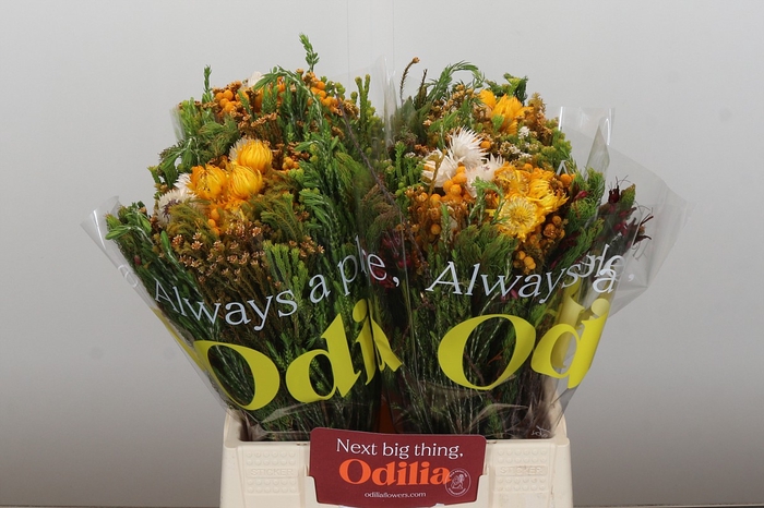 <h4>BQ Kaaps Groen Sunset Mix</h4>