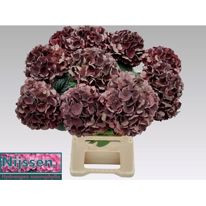 HYDR M MAG D RUBY CL