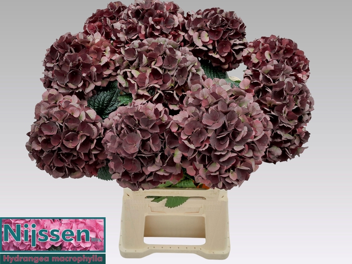 <h4>HYDR M MAG D RUBY CL</h4>