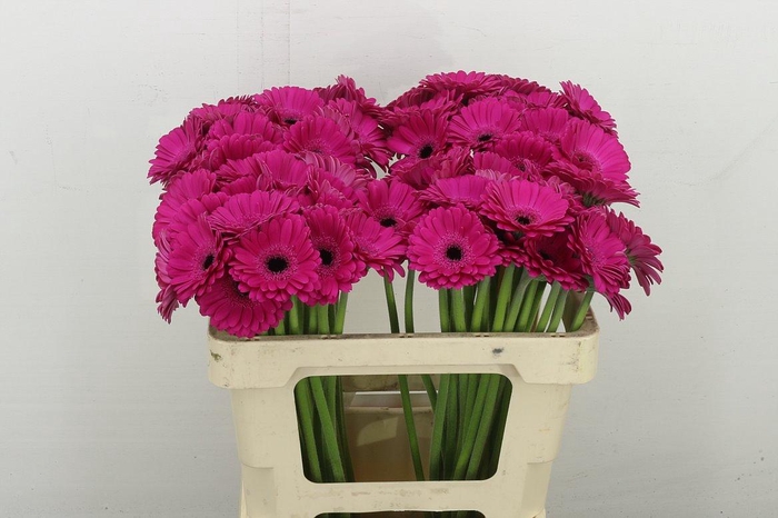 <h4>Ge. Mi Anna</h4>