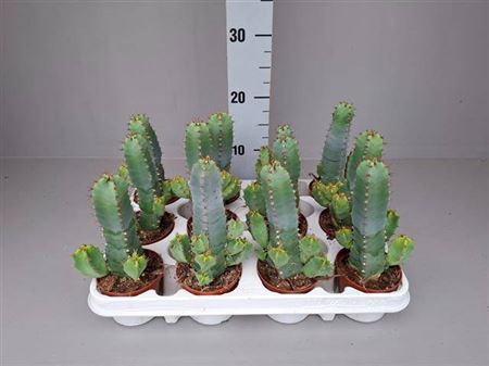 <h4>Euphorbia Resinifera</h4>