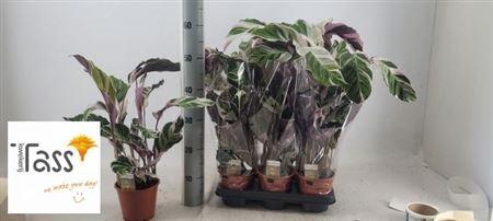 <h4>Calat Fusion White</h4>