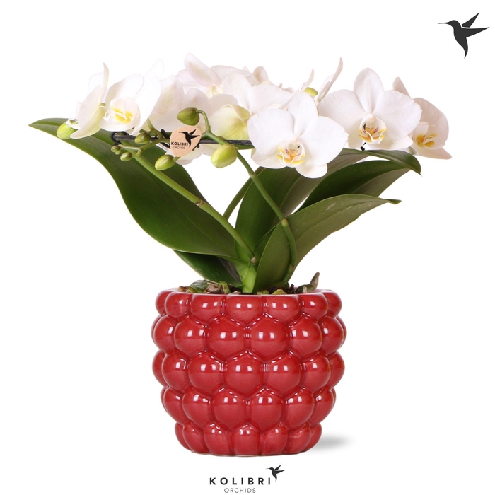 <h4>Kolibri Orchids Phalaenopsis Halo white in Berry pot</h4>