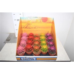 Echinocactus Grusoni Rainbow