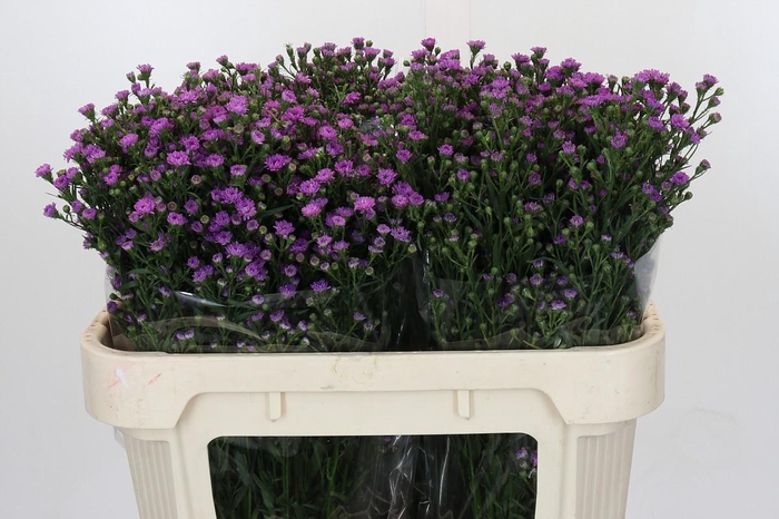 <h4>Aster Baby Pink</h4>