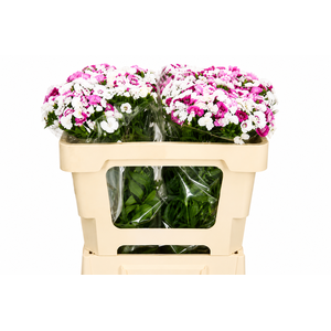 Dianthus Br Amazon Rose Magic