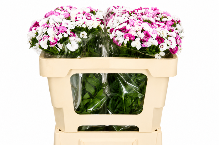 <h4>Dianthus Br Amazon Rose Magic</h4>