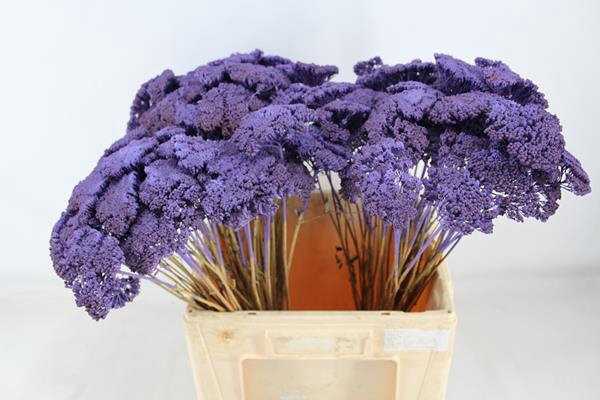 <h4>Droog Achillea Paars X150</h4>