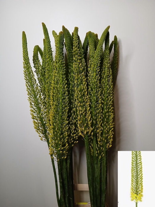 <h4>Eremurus Yellow Bolero</h4>