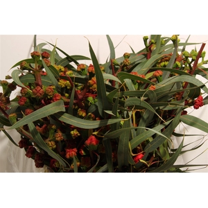 Euca Cardinale P Box