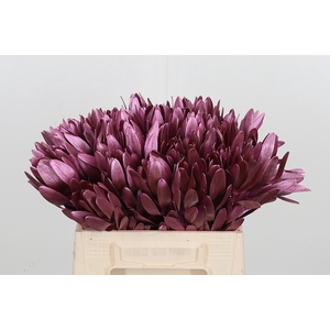 Leucod Kl Bh Metallic Rose