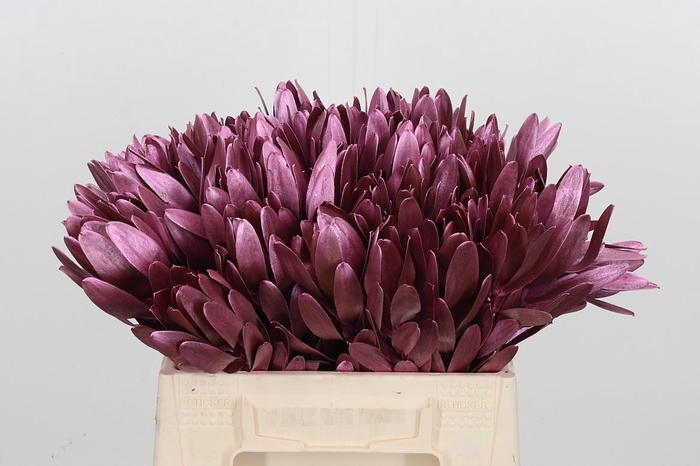 <h4>Leucod Kl Bh Metallic Rose</h4>