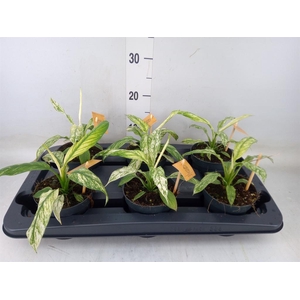 Spathiphyllum  'Vivaldi'