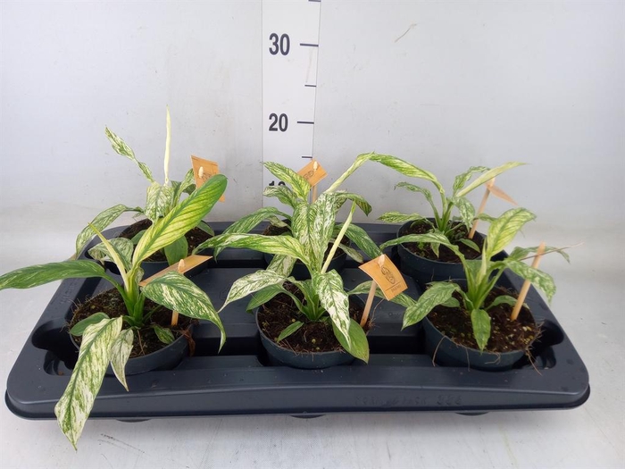 <h4>Spathiphyllum  'Vivaldi'</h4>