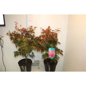 Acer Pal Pixie