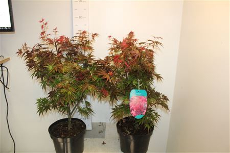 <h4>Acer Pal Pixie</h4>