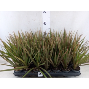 Dracaena marg. 'Bicolor'