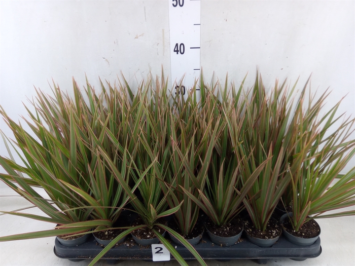 <h4>Dracaena marg. 'Bicolor'</h4>