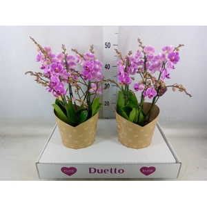 Phalaenopsis multi. 'FC Friday Fli'