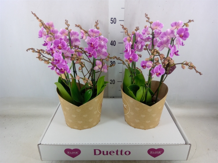 <h4>Phalaenopsis multi. 'FC Friday Fli'</h4>
