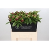 Paeonia Red Charm