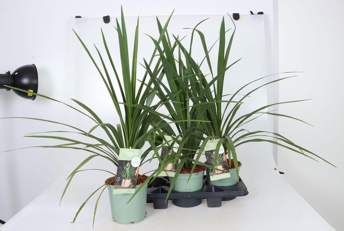 <h4>CORD IN PEKO</h4>