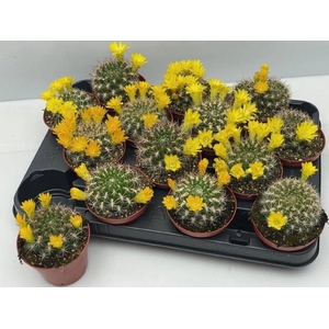 CACTUS BLOEIEND