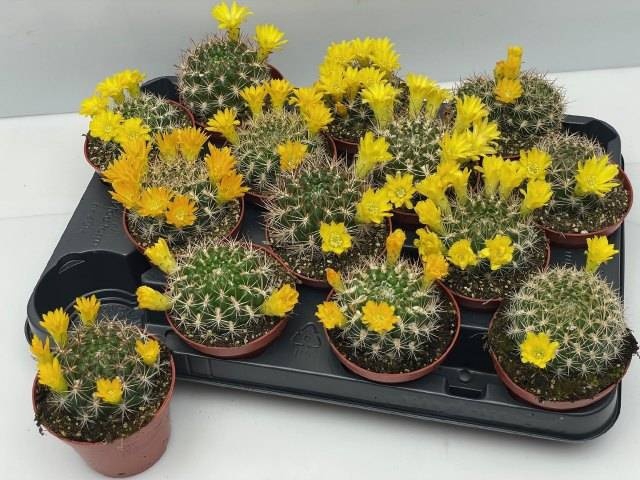 <h4>CACTUS BLOEIEND</h4>