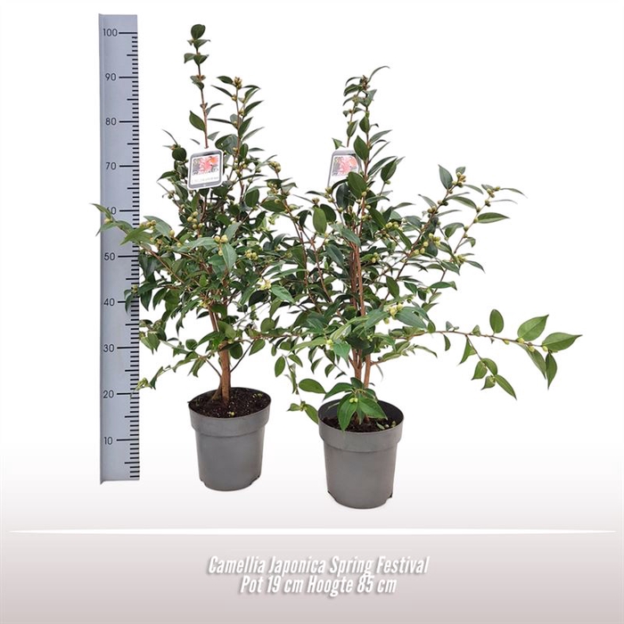 <h4>Camellia Japonica Spring Festival</h4>