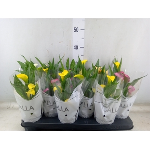 Zantedeschia   ...mix