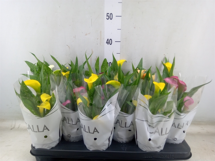 <h4>Zantedeschia   ...mix</h4>