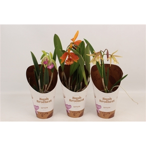 Brassavola mix 2 knop