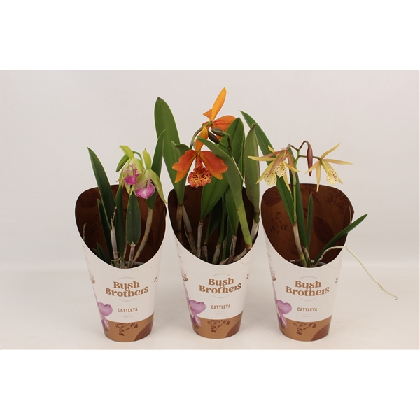 <h4>Brassavola mix 2 knop</h4>