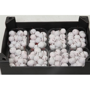 Appel (wax+gl) X8 White