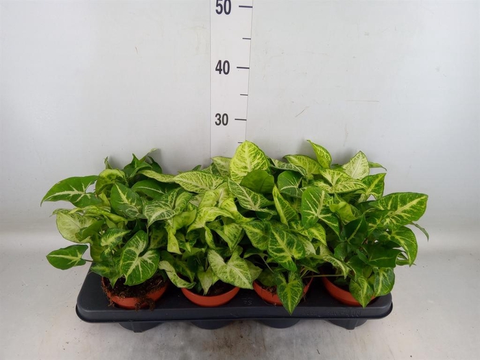 <h4>Syngonium  'Arrow'</h4>